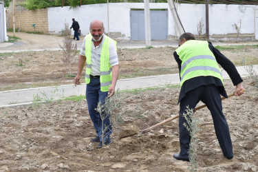 Şirvanda Ümummili lider Heydər Əliyevin anadan olmasının 100 illiyinə həsr olunmuş növbəti ağacəkmə aksiyası keçirilib.