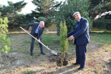 Şirvanda Dövlət Bayrağı Günü münasibətilə ağacəkmə aksiyası keçirilib.