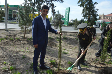 Şirvan şəhərində Ümummilli lider, Ulu Öndər Heydər Əliyevin anadan olmasının 102-ci ildönümü münasibətilə növbəti ağacəkmə aksiyası keçirilib.