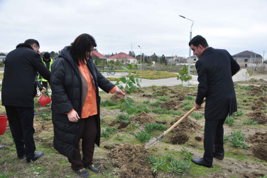 Şirvanda Xocalı soyqırımı qurbanlarının xatirəsinə həsr olunmuş ağacəkmə aksiyası keçirilib.