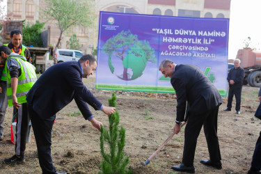 Şirvanda ağacəkmə aksiyası keçirilib.