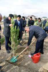 Şirvanda Zəfər günündə ağacəkmə aksiyası keçirilib.