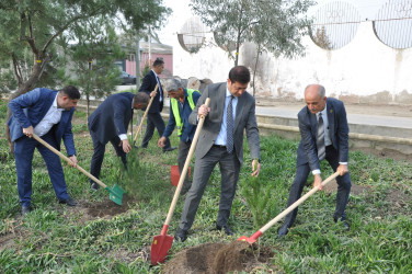 Şirvanda Müstəqilliyin Bərpası Günü qeyd edilib, ağacəkmə aksiyası keçirilib.