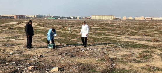 Şirvanda sahibsiz heyvanların peyvəndlənməsi başa çatıb.