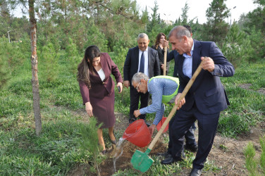 Şirvanda Müstəqilliyin Bərpası Günü qeyd edilib, ağacəkmə aksiyası keçirilib.