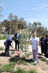 Şirvanda Ulu Öndər Heydər Əliyevin anadan olmasının 102-ci ildönümü münasibətilə ağacəkmə aksiyası keçirilib.