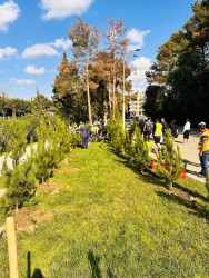 Şirvanda Anım Gününə həsr olunmuş ağacəkmə aksiyası keçirilib