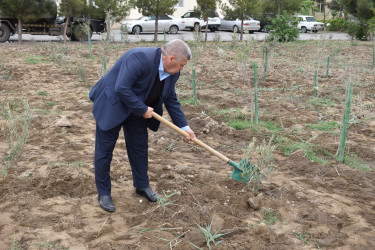 Şirvanda Ümummili lider Heydər Əliyevin anadan olmasının 100 illiyinə həsr olunmuş növbəti ağacəkmə aksiyası keçirilib.