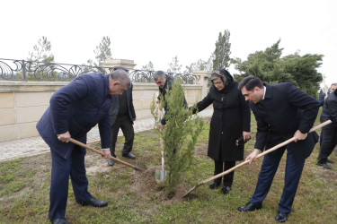 Şirvanda Dövlət Bayrağı Günü münasibətilə ağacəkmə aksiyası keçirilib.