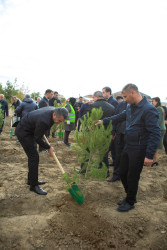 Şirvanda Zəfər günündə ağacəkmə aksiyası keçirilib.