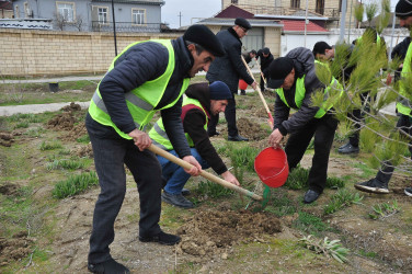 Şirvanda Xocalı soyqırımı qurbanlarının xatirəsinə həsr olunmuş ağacəkmə aksiyası keçirilib.