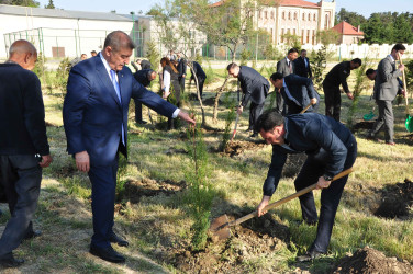Şirvanda Ulu Öndər Heydər Əliyevin anadan olmasının 103 illiyinə həsr olunmuş ağacəkmə aksiyası keçirilib.