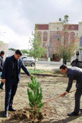 Şirvanda ağacəkmə aksiyası keçirilib.