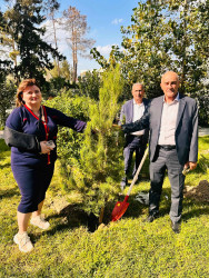 Şirvanda Anım Gününə həsr olunmuş ağacəkmə aksiyası keçirilib