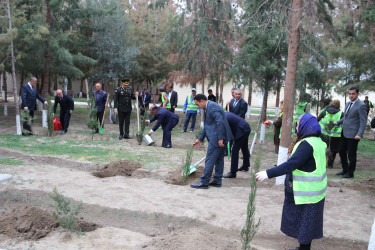 Şirvanda Zəfər Günü münasibətilə ağacəkmə aksiyası keçirilib.