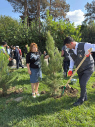 Şirvanda Anım Gününə həsr olunmuş ağacəkmə aksiyası keçirilib