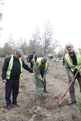 Şirvanda ağacəkmə aksiyası keçirilib.