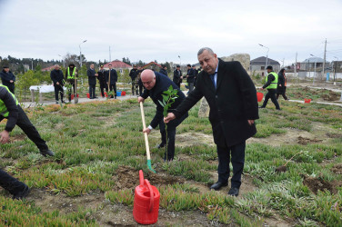 Şirvanda Xocalı soyqırımı qurbanlarının xatirəsinə həsr olunmuş ağacəkmə aksiyası keçirilib.