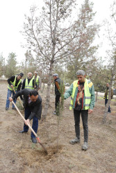 Şirvanda ağacəkmə aksiyası keçirilib.