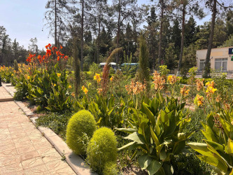 Şirvan şəhərində növbəti iməcilik təşkil olunub.