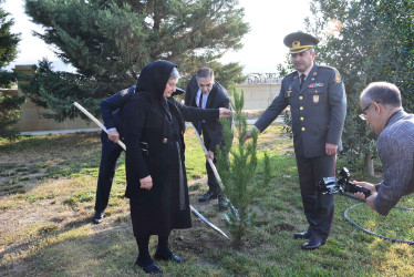 Şirvanda Dövlət Bayrağı Günü münasibətilə ağacəkmə aksiyası keçirilib.