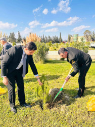 Şirvanda Anım Gününə həsr olunmuş ağacəkmə aksiyası keçirilib