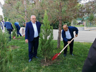Şirvanda Anım Gününə həsr olunmuş ağacəkmə aksiyası keçirilib