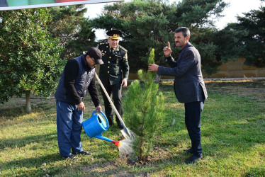 Şirvanda Dövlət Bayrağı Günü münasibətilə ağacəkmə aksiyası keçirilib.