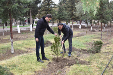 Şirvanda “Heydər Əliyev İli” çərçivəsində ümumşəhər ağacəkmə aksiyası keçirilib.