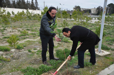 Şirvanda Xocalı soyqırımı qurbanlarının xatirəsinə həsr olunmuş ağacəkmə aksiyası keçirilib.