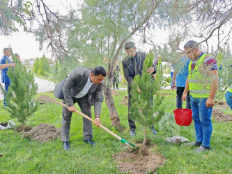 Şirvanda Anım Gününə həsr olunmuş ağacəkmə aksiyası keçirilib