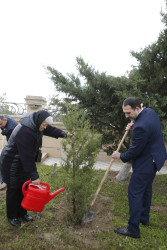 Şirvanda Dövlət Bayrağı Günü münasibətilə ağacəkmə aksiyası keçirilib.