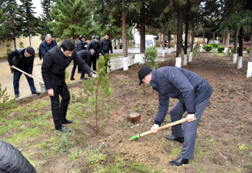 Şirvanda “Heydər Əliyev İli” çərçivəsində ümumşəhər ağacəkmə aksiyası keçirilib.