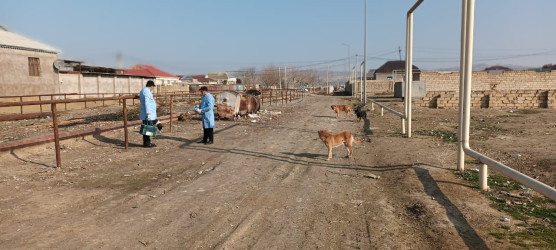 Şirvanda sahibsiz heyvanların peyvəndlənməsi başa çatıb.