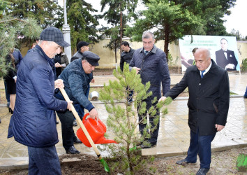 Şirvanda “Heydər Əliyev İli” çərçivəsində ümumşəhər ağacəkmə aksiyası keçirilib.