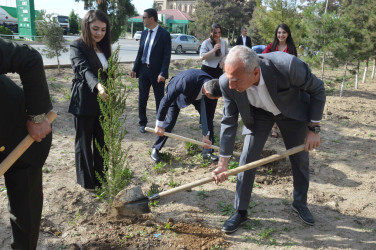 Şirvan şəhərində Ümummilli lider, Ulu Öndər Heydər Əliyevin anadan olmasının 102-ci ildönümü münasibətilə növbəti ağacəkmə aksiyası keçirilib.