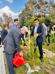 Şirvanda Anım Gününə həsr olunmuş ağacəkmə aksiyası keçirilib