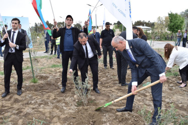 Şirvanda Ümummili lider Heydər Əliyevin anadan olmasının 100 illiyinə həsr olunmuş növbəti ağacəkmə aksiyası keçirilib.