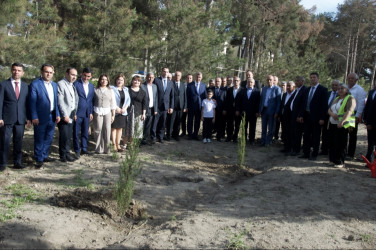 Şirvan şəhərində Ümummilli lider, Ulu Öndər Heydər Əliyevin anadan olmasının 102-ci ildönümü münasibətilə növbəti ağacəkmə aksiyası keçirilib.