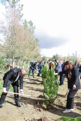 Şirvanda ağacəkmə aksiyası keçirilib.