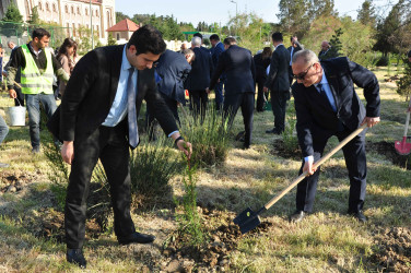 Şirvanda Ulu Öndər Heydər Əliyevin anadan olmasının 103 illiyinə həsr olunmuş ağacəkmə aksiyası keçirilib.