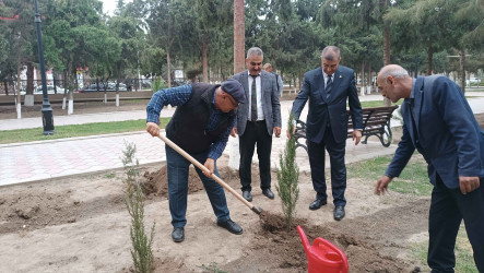 Şirvanda Zəfər Günü münasibətilə ağacəkmə aksiyası keçirilib.