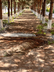 Şirvan şəhərində növbəti iməcilik təşkil olunub.