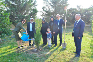 Şirvanda Dövlət Bayrağı Günü münasibətilə ağacəkmə aksiyası keçirilib.