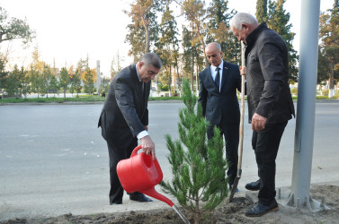 Şirvanda Yeni Azərbaycan Partiyasının təsis edilməsinin 32 illiyinə həsr olunmuş ağacəkmə aksiyası keçirilib.