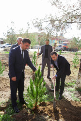 Şirvanda ağacəkmə aksiyası keçirilib.