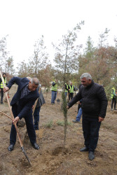 Şirvanda ağacəkmə aksiyası keçirilib.