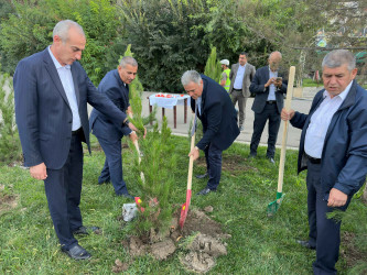 Şirvanda Anım Gününə həsr olunmuş ağacəkmə aksiyası keçirilib