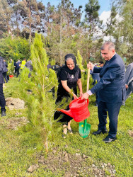 Şirvanda Anım Gününə həsr olunmuş ağacəkmə aksiyası keçirilib