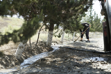 Şirvanda yaşıllıqların suvarılması işləri davam etdirilir.